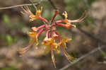 Orange azalea